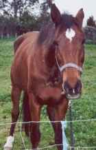 Kipper Dee at the end of his previous career as a Standard bred racehorse